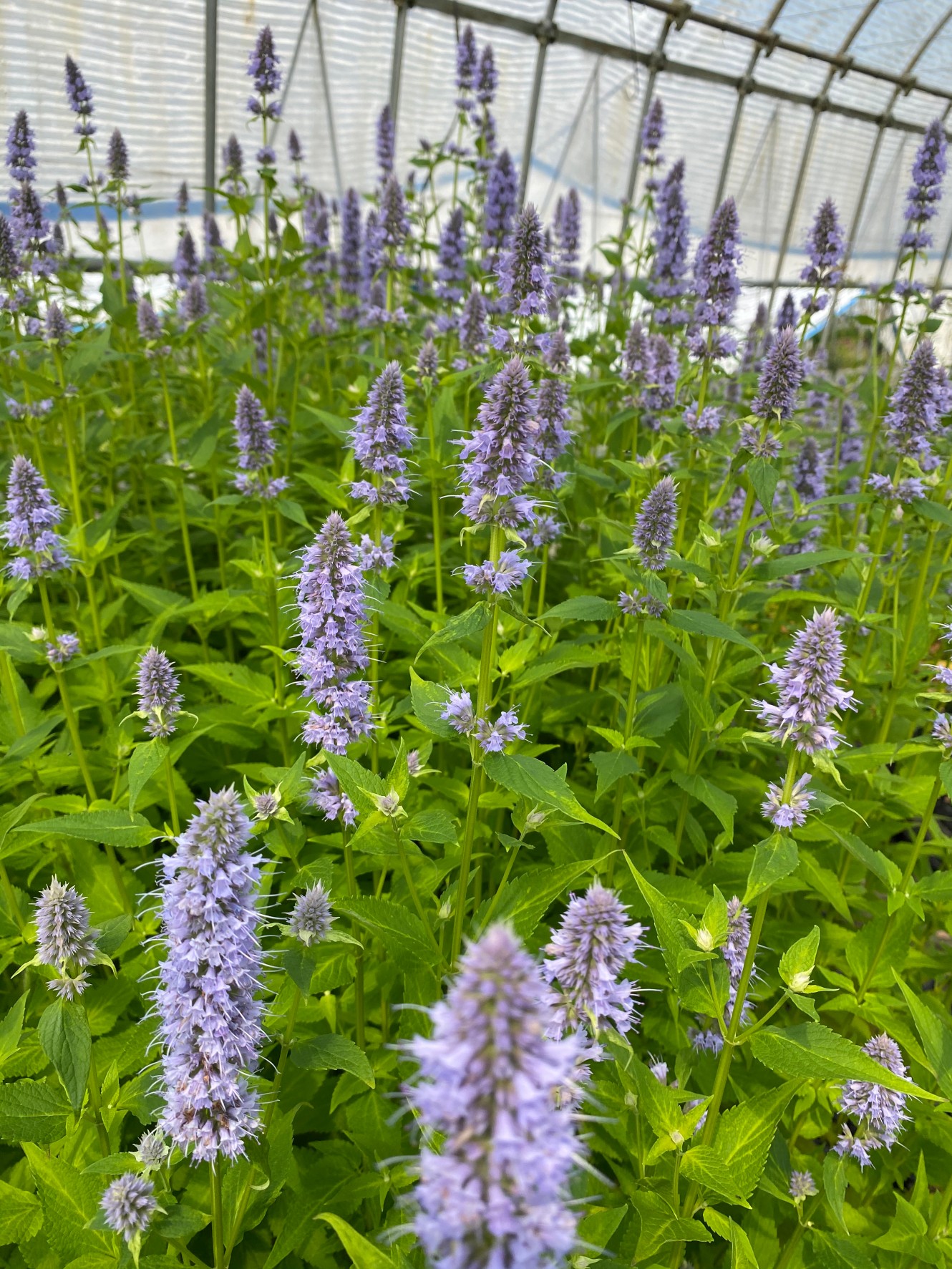 アガスタシェ ブルーフォーチュン 作っているもの図鑑 はるはなファーム